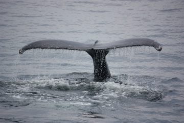 Whale Tail