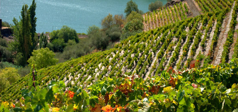 Winemaking in the Douro Valley | Row upon row of old vines 