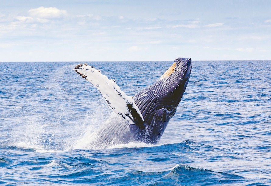 Winter getaway - Whale watching Mexico