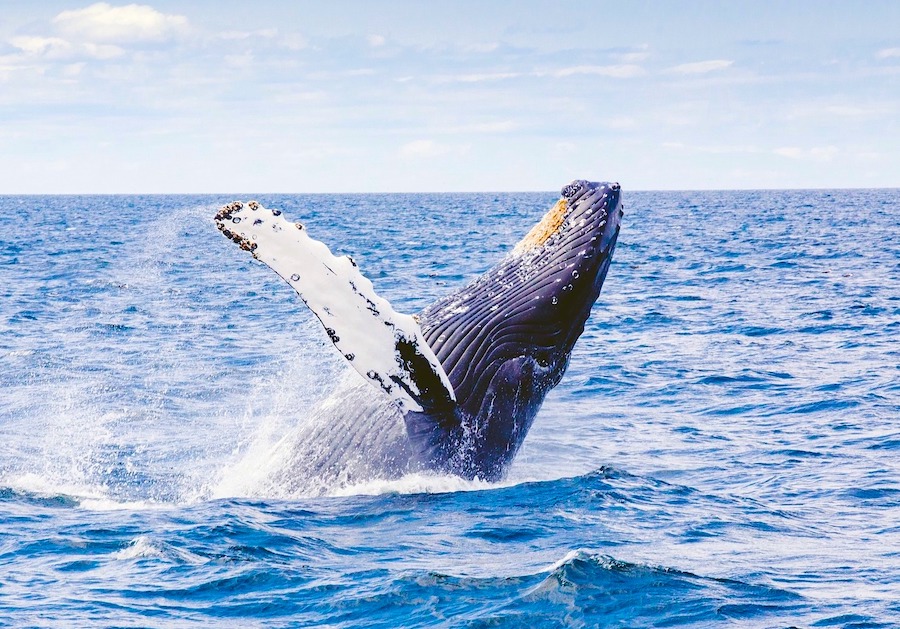 Humpback whale