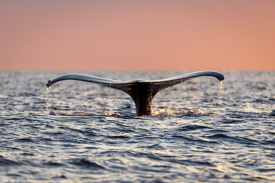 Whale watching Banderas Bay