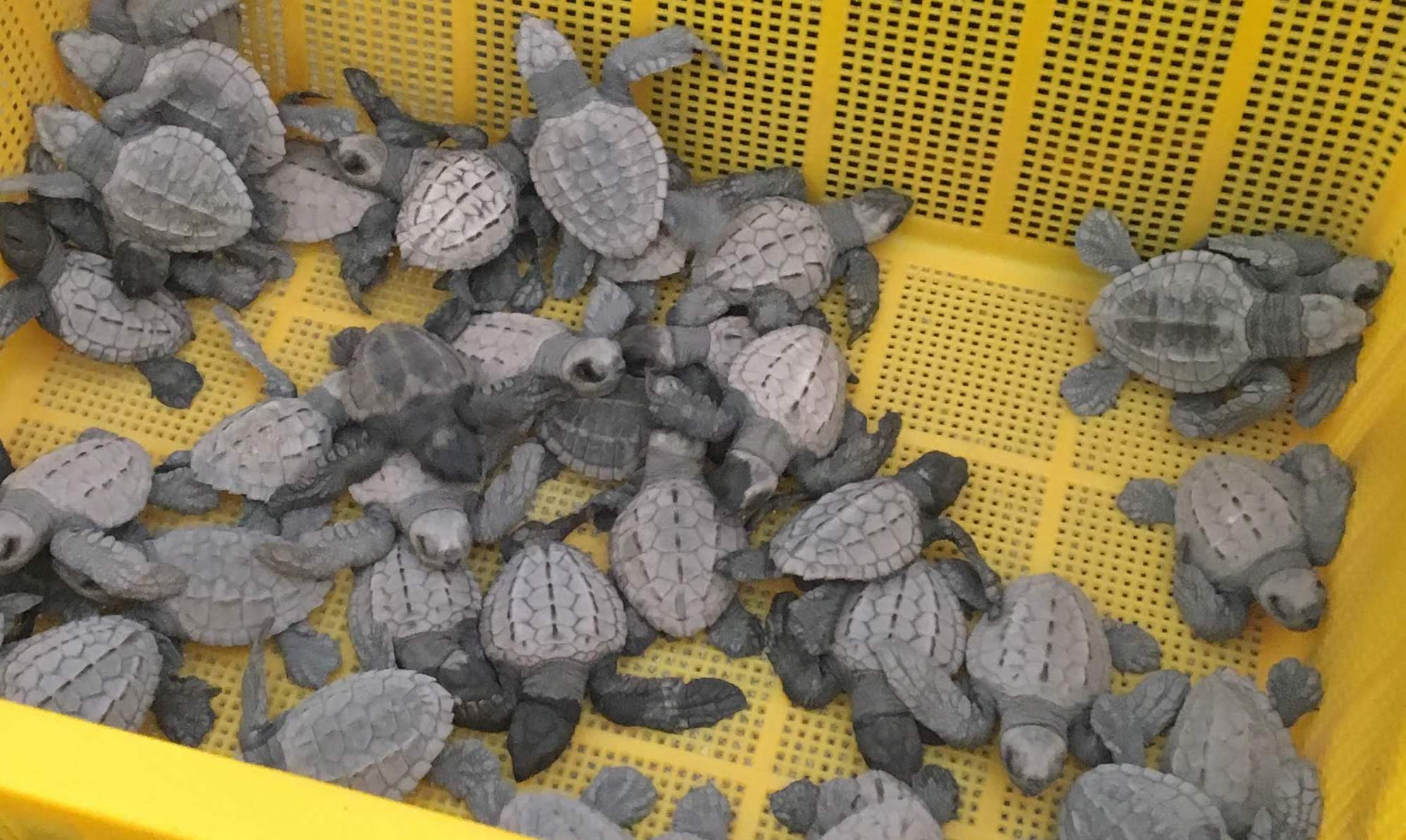 Turtle Hatchlings